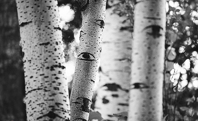 تصویر عجیب از درختانی که چشم دارند