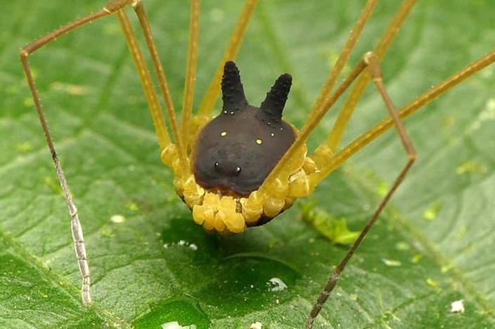 عجیب‌ترین عنکبوت دنیا با سری شبیه سگ/ عکس