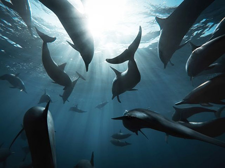 عکس | لشکر دلفین‌ها در عکس روز نشنال جئوگرافیک