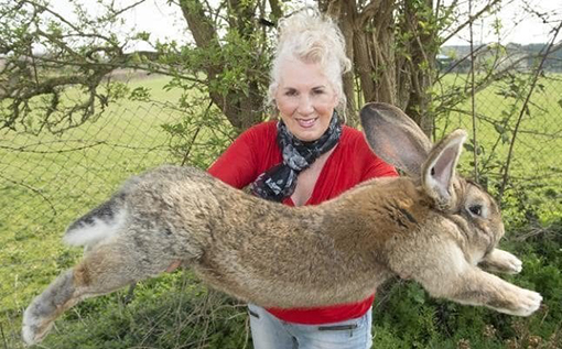 بزرگترین خرگوش جهان جان سپرد+عکس