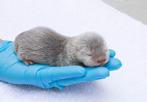 تولد کوچکترین پستاندار جهان + تصاویر