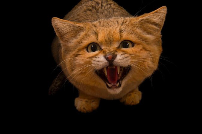 گربه خشمگین در عکس روز نشنال جئوگرافیک