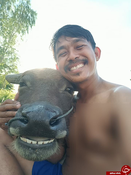سلفی‌ جالب مرد تایلندی با بوفالوی خندان! +تصویر