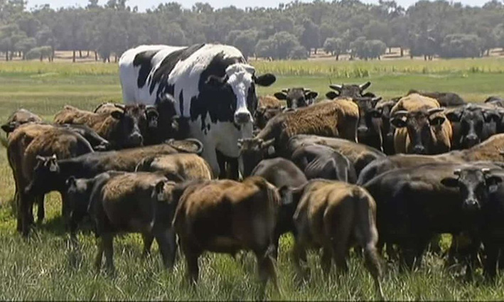 آن‌چه می‌بینید یک گاو است؟