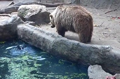 تصاویر باورنکردنی و عجیب از نجات یک کلاغ توسط خرس!