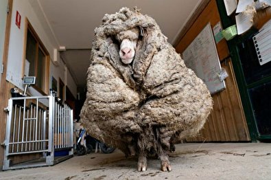 گوسفندی در جنگل با 34 کیلو پشم