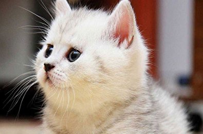 ترفند جالب گربه‌های ایرانی برای وارد شدن به خونه!