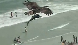 صحنه عجیب پرواز عقاب با کوسه در آسمان!