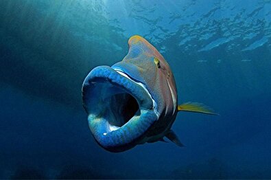 خارج کردن ده‌ها ماهی از دهان ماهی غول پیکر