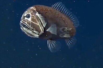 کشف ماهی ترسناک با صورتی شبیه هیولا!