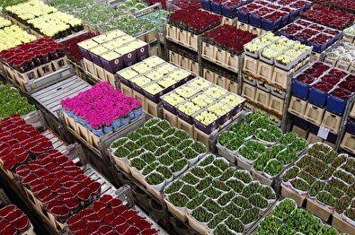 نمره ناپلئونی ایران در صادرات گل