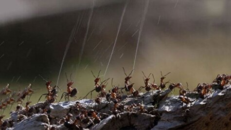 مورچه های اسیدپاش!