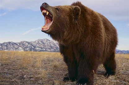 سیلی زدن به خرس برای دفاع از همسر