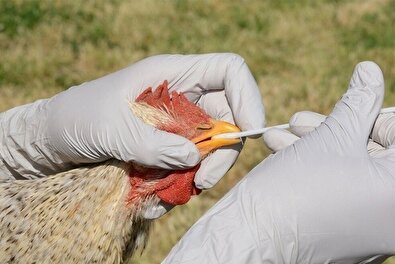 هشدار درباره ابتلا به آنفلوآنزای پرندگان