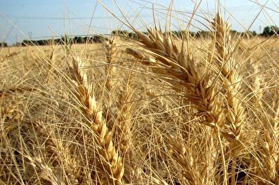 کشت ۸۰ درصدی گندم و جو در دیمزارهای کشور