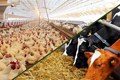 اختصاص۳۰ درصد تولیدات کشاورزی اصفهان به دام و طیور