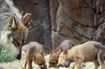 حمله گرگ ها به مهردشت نجف آباد