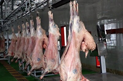 تداوم ثبات و کاهش قیمت گوشت قرمز در بازار