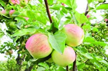 صدای سقوط صادرات سیب سمیرم
