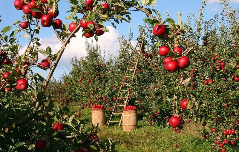 ثبت جشنواره سیب سمیرم در تقویم ملی رویدادهای گردشگری
